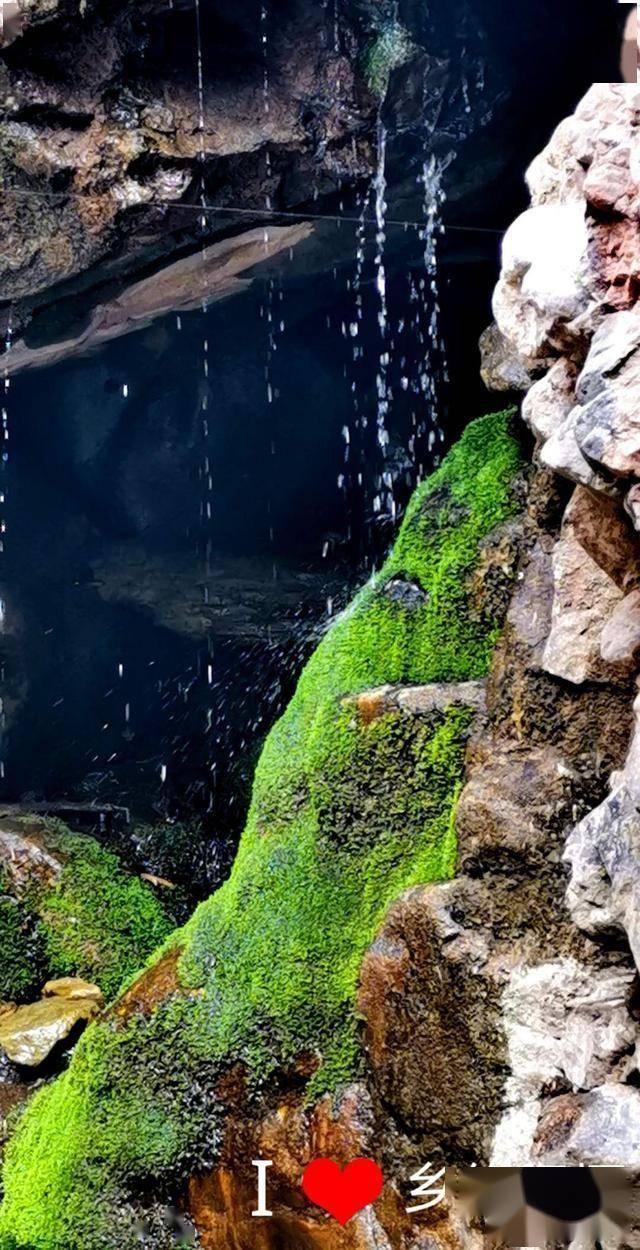 植物大战僵尸11
